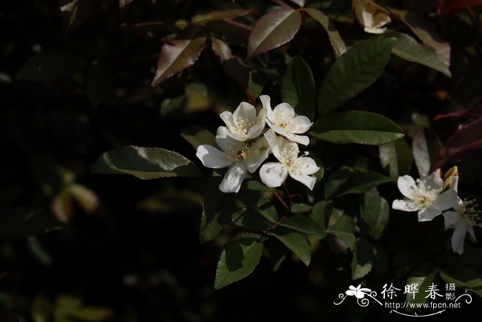 单瓣白木香Rosa banksiae var. normalis