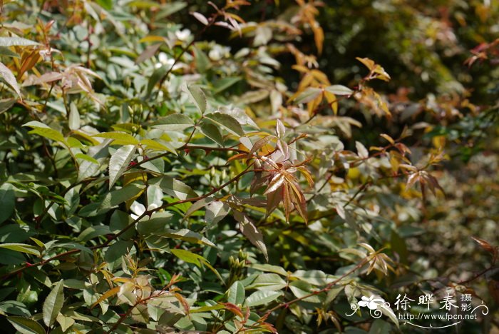 单瓣白木香Rosa banksiae var. normalis 单瓣白木香Rosa banksiae var. normalis