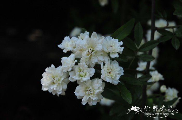 木香花Rosa banksiae 木香花Rosa banksiae