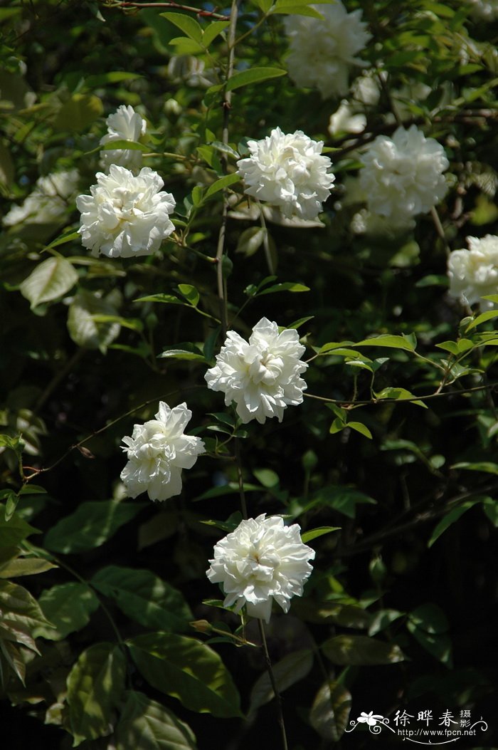 木香花Rosa banksiae 木香花Rosa banksiae