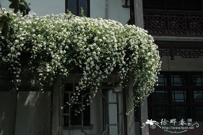 木香花Rosa banksiae 木香花Rosa banksiae