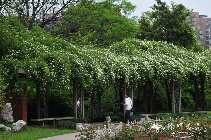 木香花Rosa banksiae 木香花Rosa banksiae