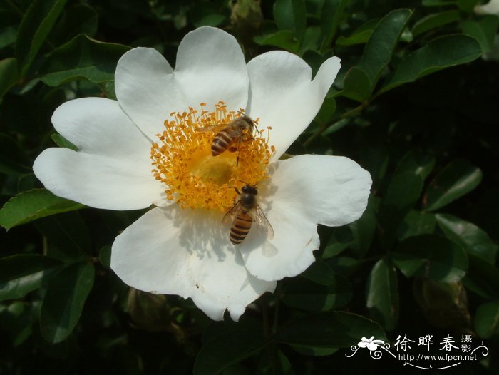 硕苞蔷薇Rosa bracteata 硕苞蔷薇Rosa bracteata