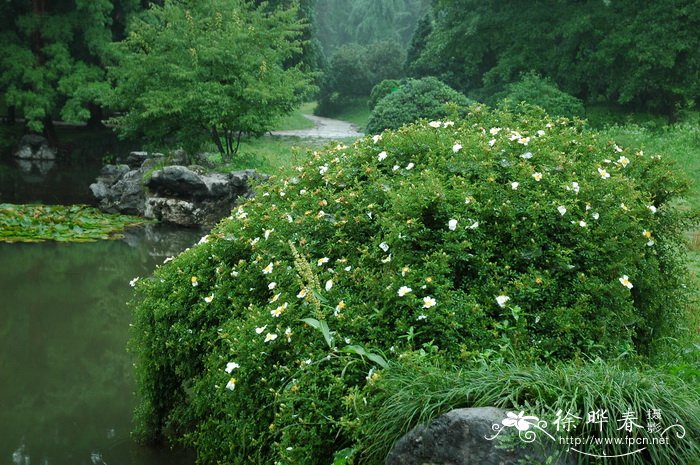 硕苞蔷薇Rosa bracteata 硕苞蔷薇Rosa bracteata
