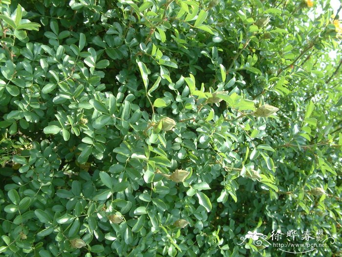 硕苞蔷薇Rosa bracteata 硕苞蔷薇Rosa bracteata