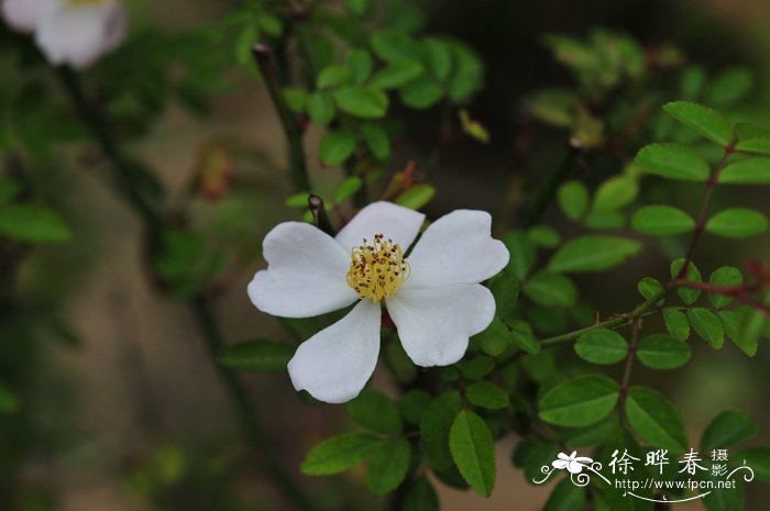 小果蔷薇Rosa cymosa 小果蔷薇Rosa cymosa