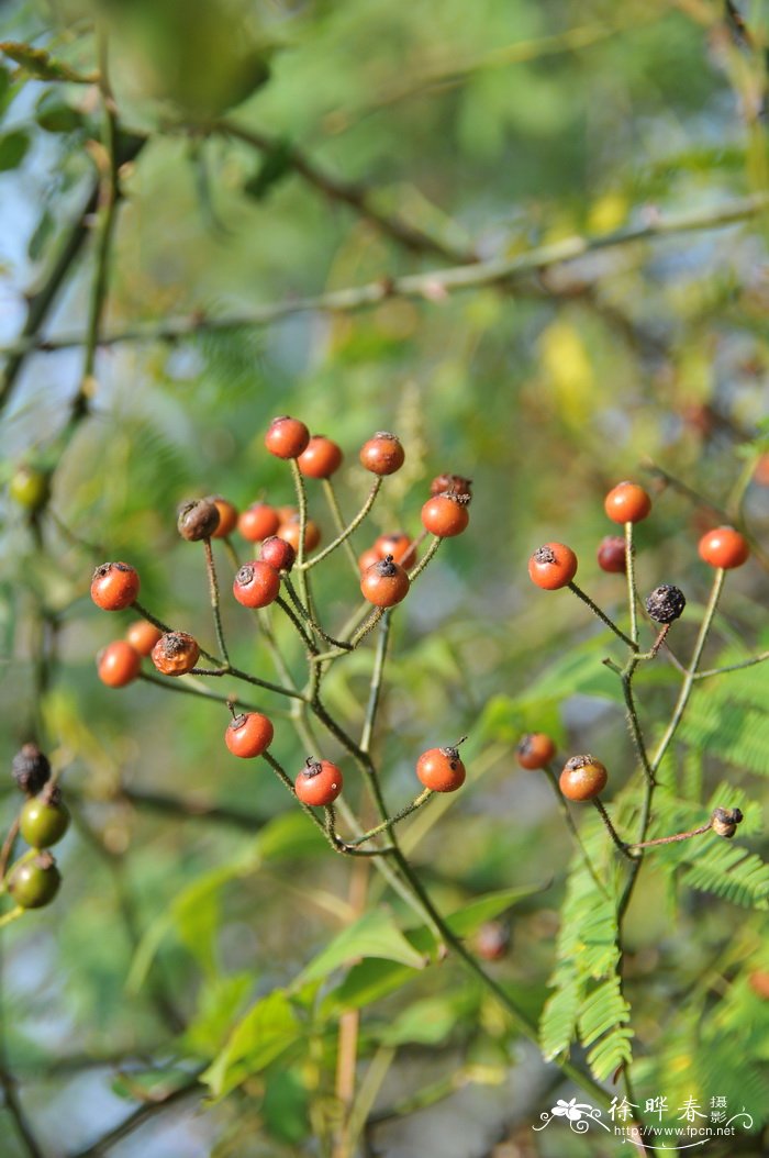 小果蔷薇Rosa cymosa