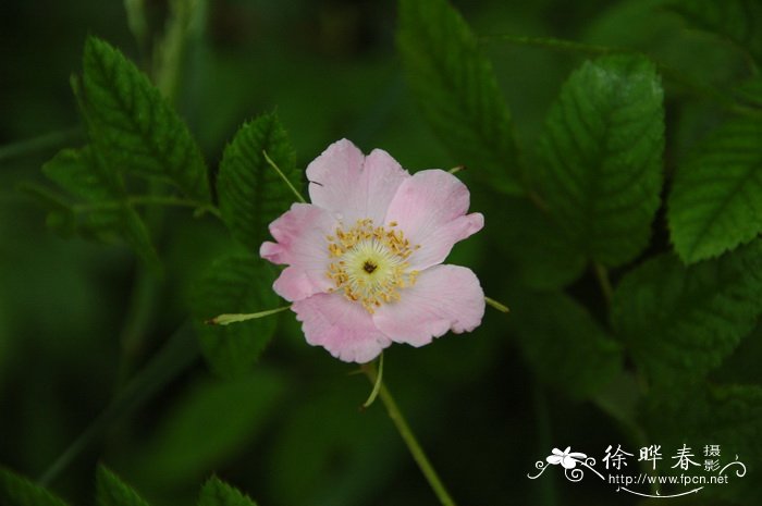 无腺刺蔷薇Rosa davurica var. alpestris