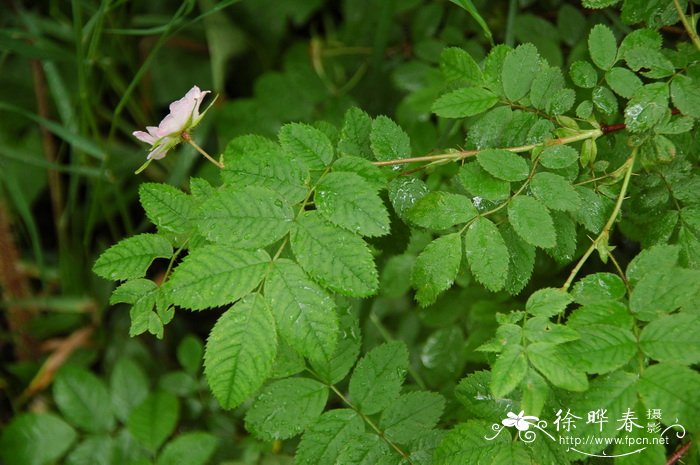 无腺刺蔷薇Rosa davurica var. alpestris 无腺刺蔷薇Rosa davurica var. alpestris