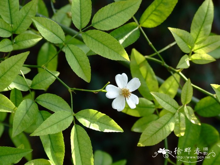 软条七蔷薇Rosa henryi 软条七蔷薇Rosa henryi