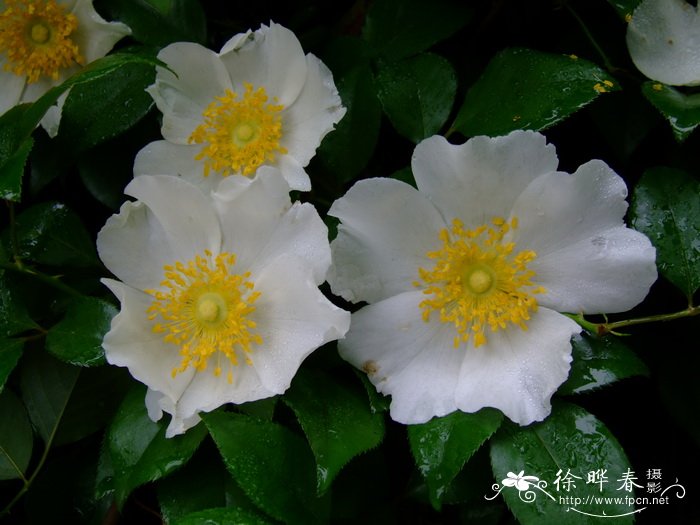 金樱子Rosa laevigata 金樱子Rosa laevigata