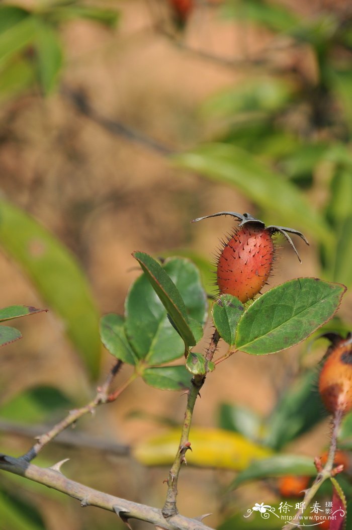 金樱子Rosa laevigata 金樱子Rosa laevigata