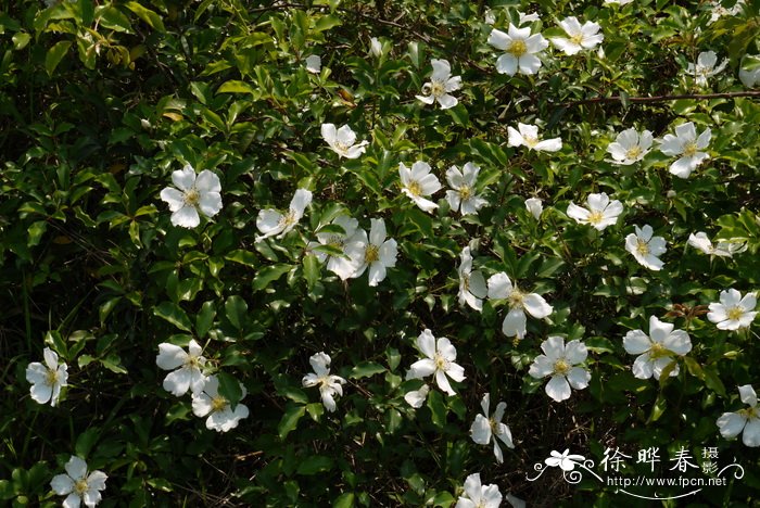 金樱子Rosa laevigata 金樱子Rosa laevigata