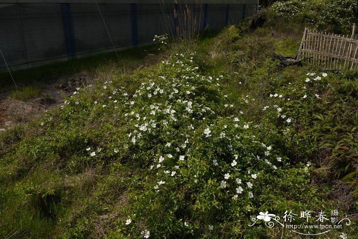 金樱子Rosa laevigata 金樱子Rosa laevigata