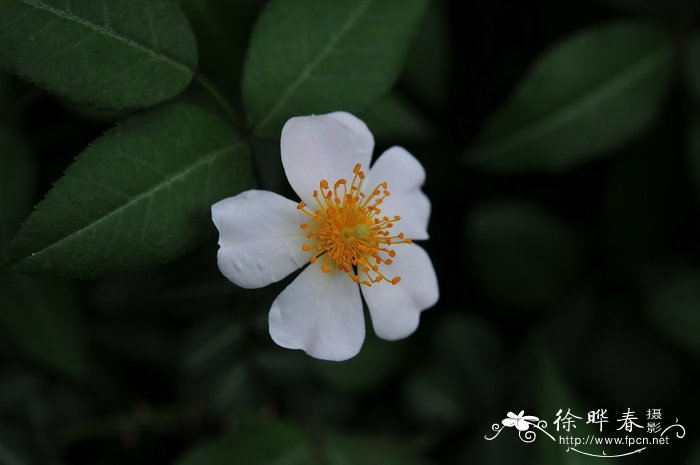 野蔷薇Rosa multiflora