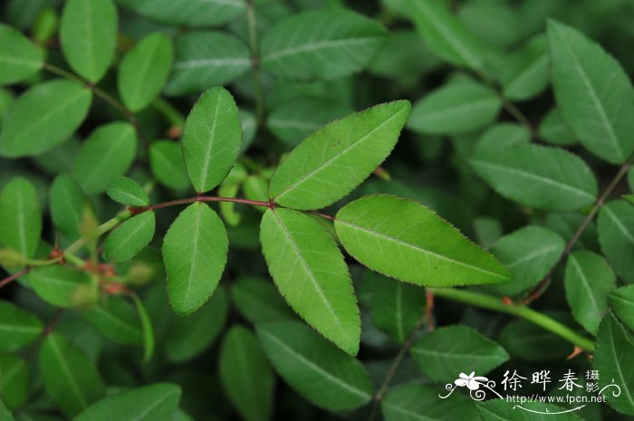 野蔷薇Rosa multiflora 野蔷薇Rosa multiflora