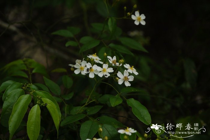 野蔷薇Rosa multiflora 野蔷薇Rosa multiflora