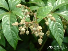 粗叶悬钩子Rubus alceifolius