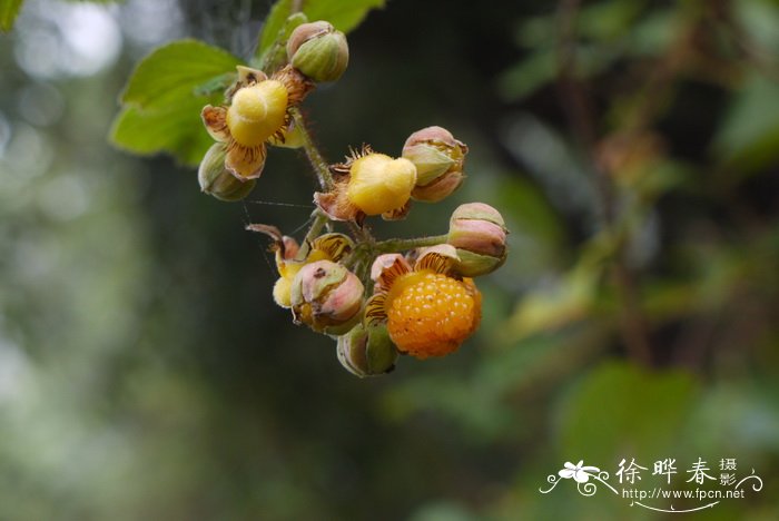 栽秧泡Rubus ellipticus 栽秧泡Rubus ellipticus