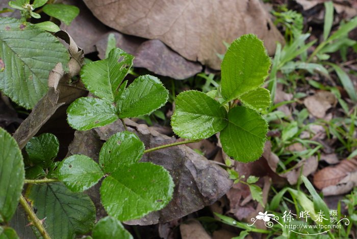 栽秧泡Rubus ellipticus