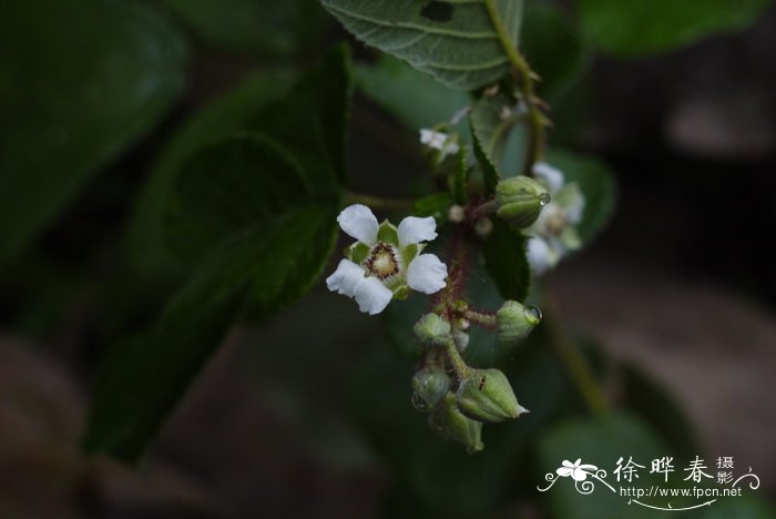 栽秧泡Rubus ellipticus