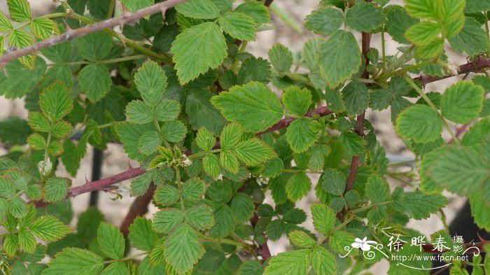 弓茎悬钩子Rubus flosculosus 弓茎悬钩子Rubus flosculosus