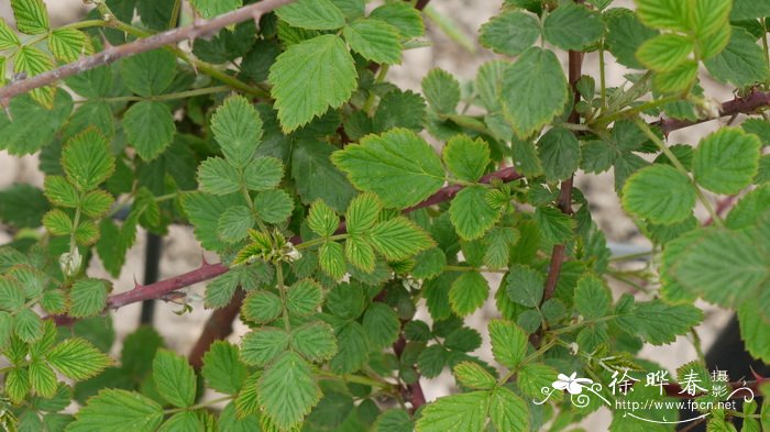 弓茎悬钩子Rubus flosculosus