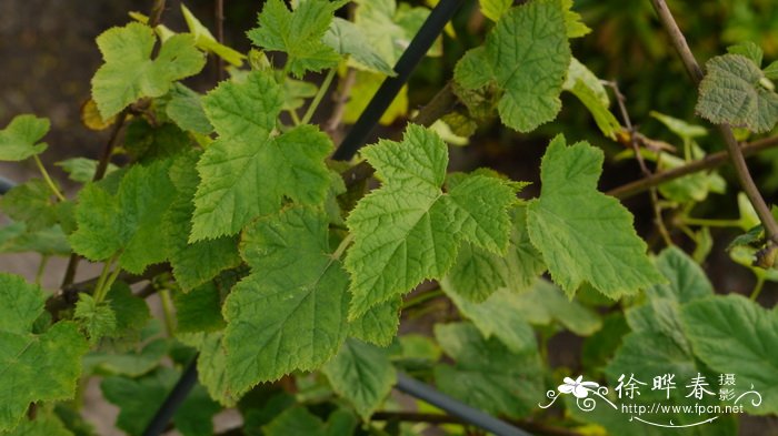 高粱泡Rubus lambertianus