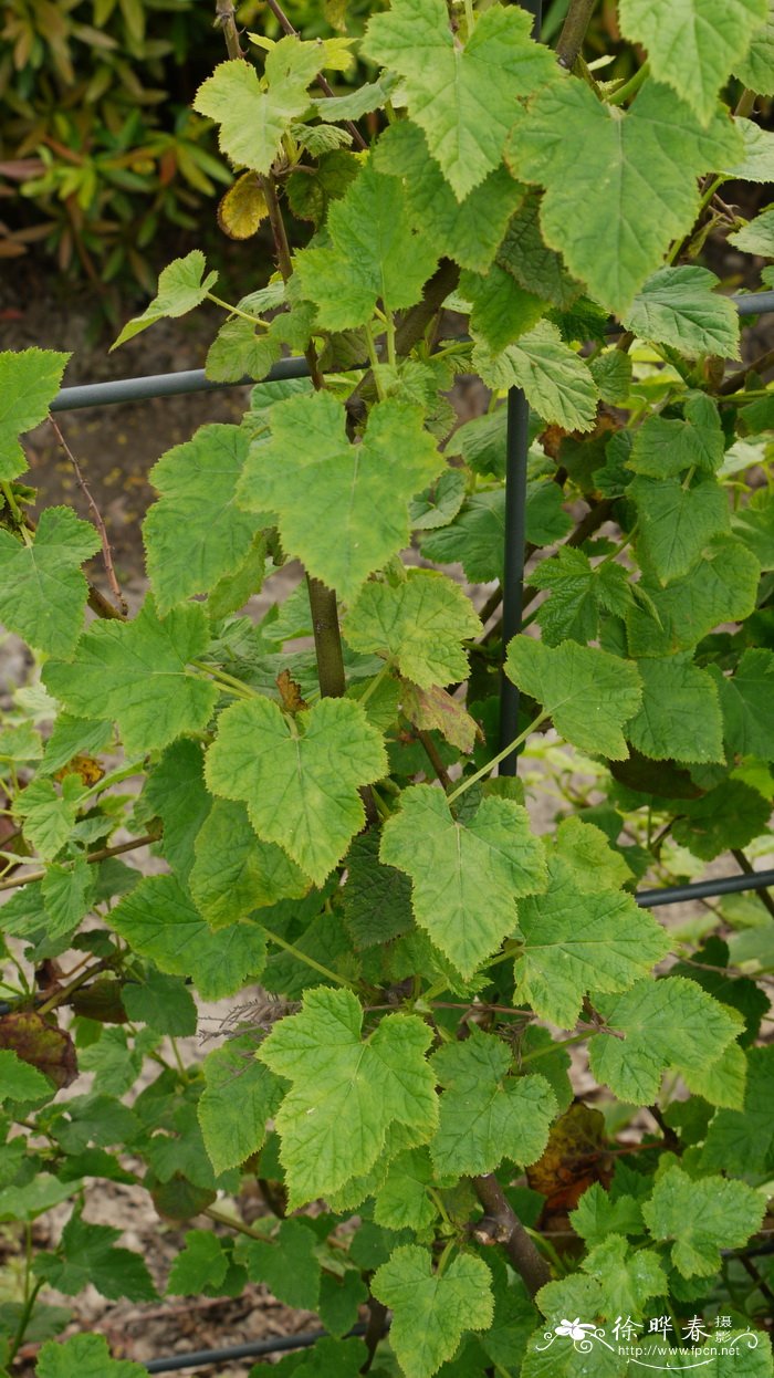 高粱泡Rubus lambertianus
