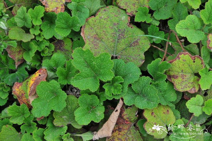 刺毛悬钩子Rubus multisetosus 刺毛悬钩子Rubus multisetosus