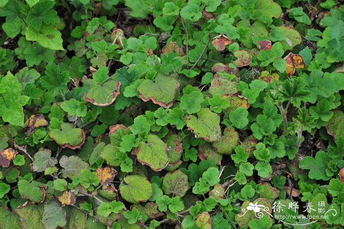 刺毛悬钩子Rubus multisetosus 刺毛悬钩子Rubus multisetosus
