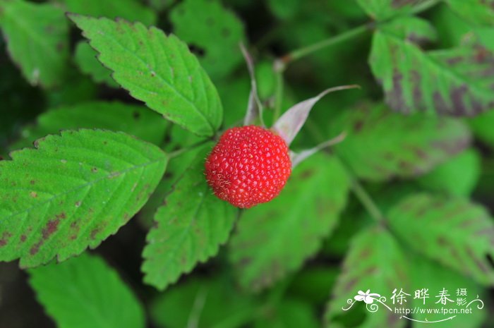 茅莓Rubus parvifolius