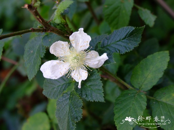 茅莓Rubus parvifolius