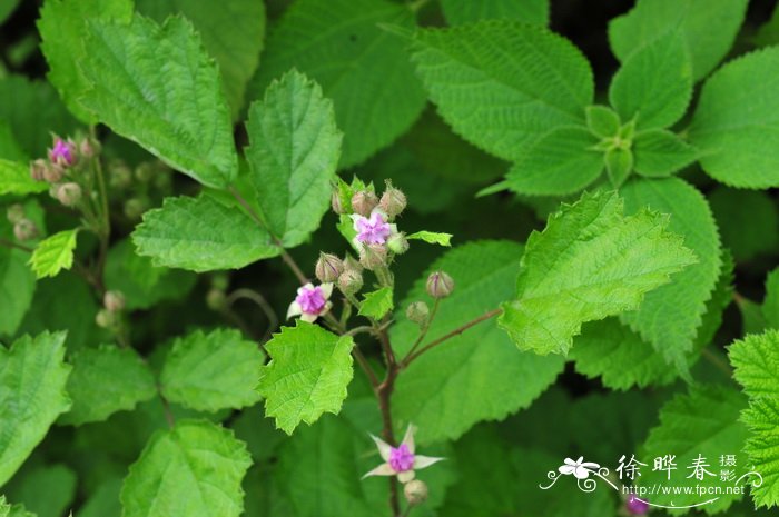 茅莓Rubus parvifolius