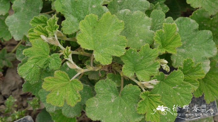 川莓Rubus setchuenensis 川莓Rubus setchuenensis