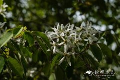 唐棣Amelanchier sinica