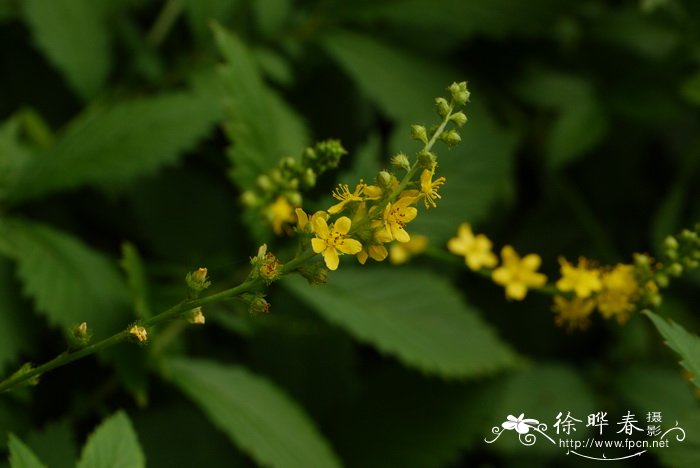 龙芽草 Agrimonia pilosa 龙芽草 Agrimonia pilosa