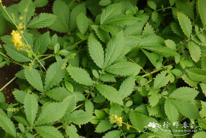 龙芽草 Agrimonia pilosa 龙芽草 Agrimonia pilosa