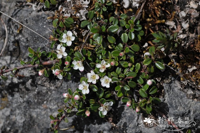 滇西北栒子 Cotoneaster delavayanus 滇西北栒子 Cotoneaster delavayanus
