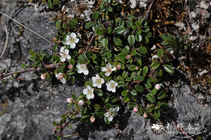 滇西北栒子 Cotoneaster delavayanus