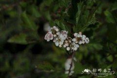 中甸山楂 Crataegus chungtienensis