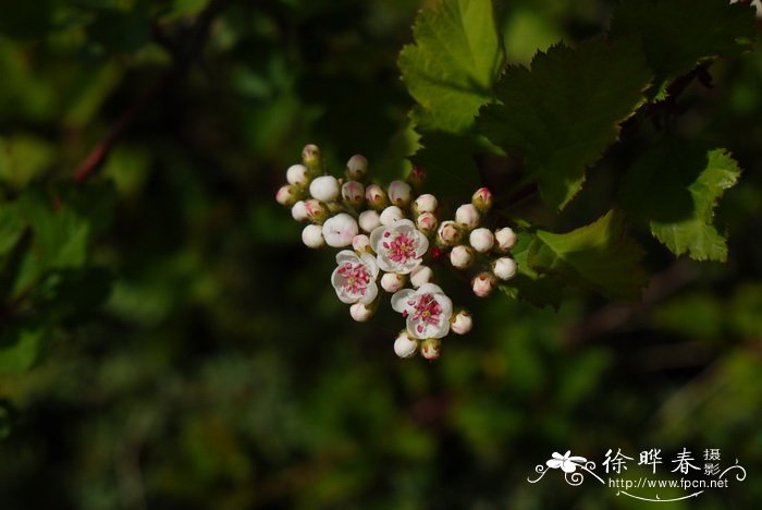 中甸山楂 Crataegus chungtienensis