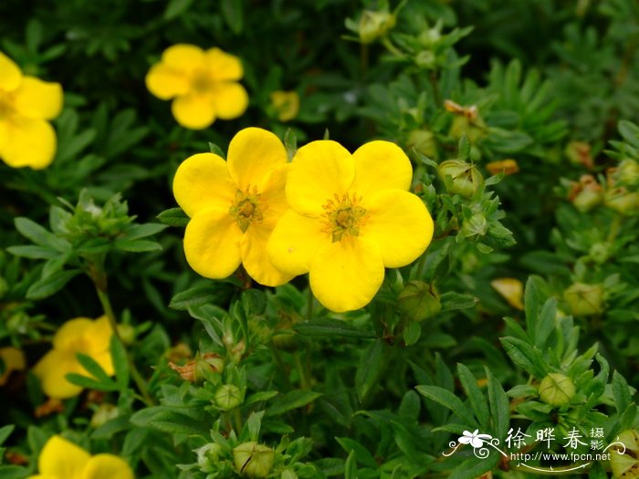 金露梅Potentilla fruticosa