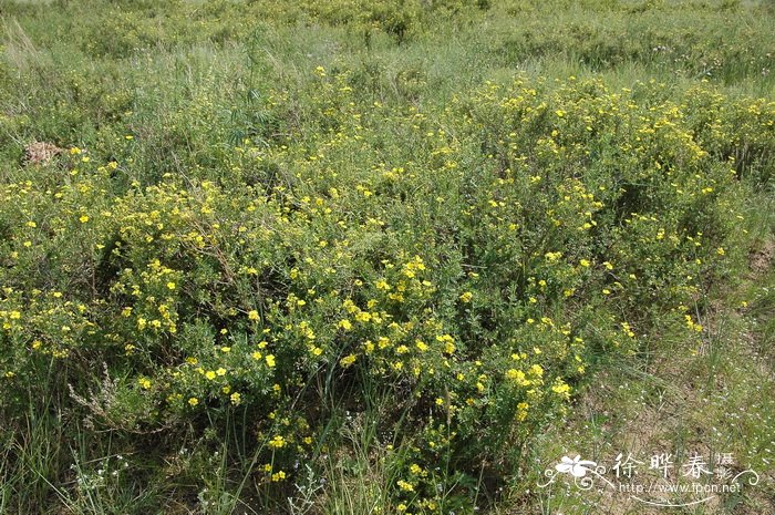 金露梅Potentilla fruticosa 金露梅Potentilla fruticosa