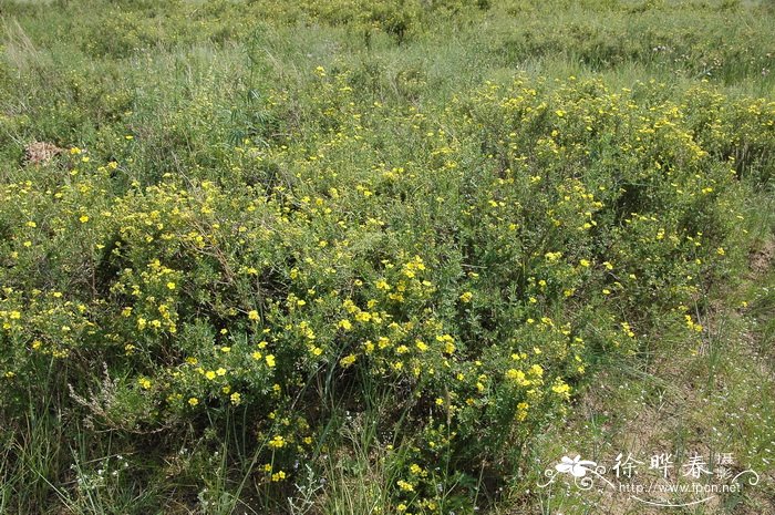 金露梅Potentilla fruticosa