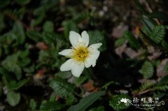 宽叶仙女木 Dryas octopetala var. asiatica