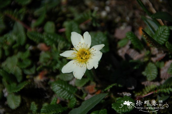 宽叶仙女木 Dryas octopetala var. asiatica 宽叶仙女木 Dryas octopetala var. asiatica
