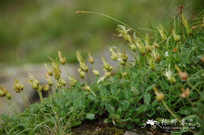 宽叶仙女木 Dryas octopetala var. asiatica 宽叶仙女木 Dryas octopetala var. asiatica