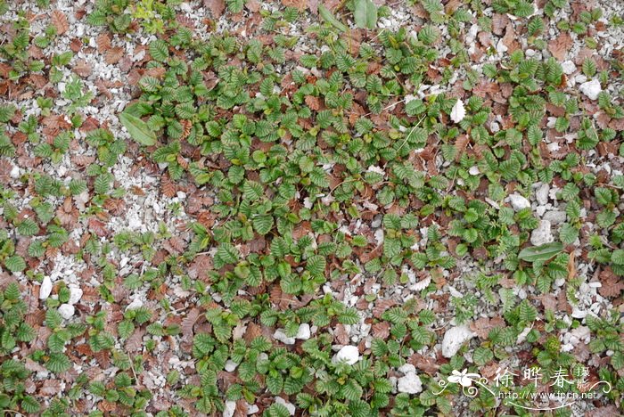 宽叶仙女木 Dryas octopetala var. asiatica