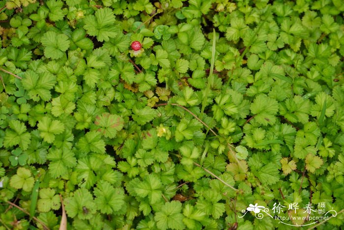 皱果蛇莓Duchesnea chrysantha 皱果蛇莓Duchesnea chrysantha